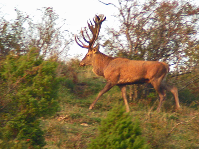 Strategie riproduttive del cervo (Cervus elaphus)